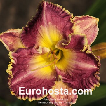 Hemerocallis 'Jennifer Trimmer'