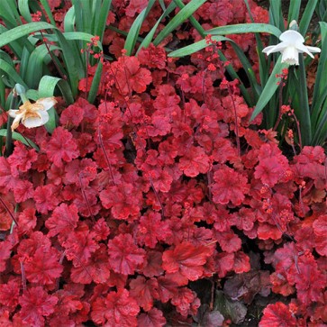 Heuchera Cherry Cola