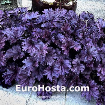 Heuchera Forever Purple