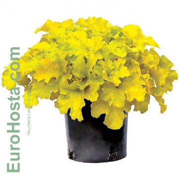 Heuchera Lemon Supreme