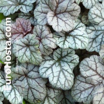 Heuchera Cinnabar Silver 