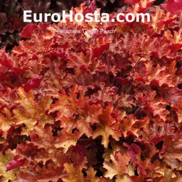 Heuchera Ginger Peach