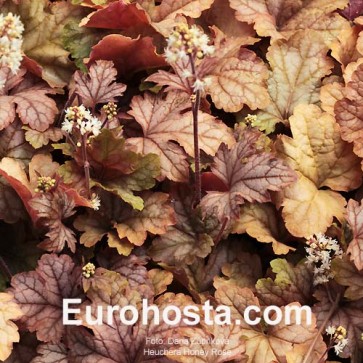 Heuchera Honey Rose