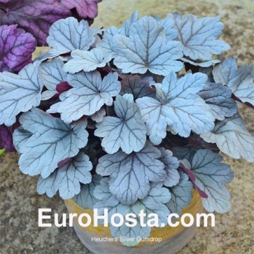 Heuchera Silver Gumdrop