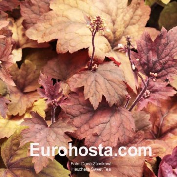 Heuchera Sweet Tea