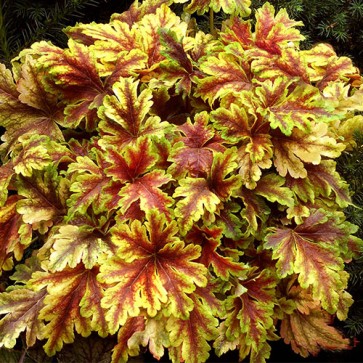 Heucherella Gold Zebra