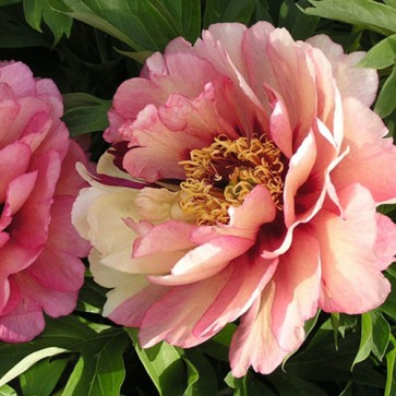 Paeonia Itoh Hillary