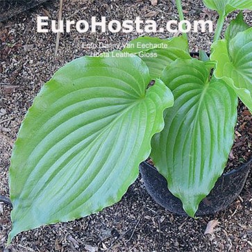 Hosta Leather Gloss