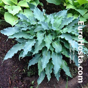 Hosta-Blue-Cascade