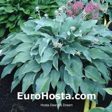 Hosta Deane's Dream - Eurohosta