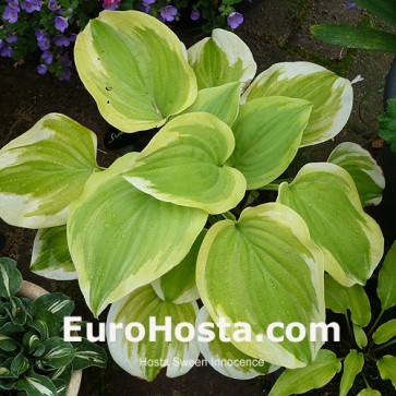 Hosta Sweet Innocence - Eurohosta