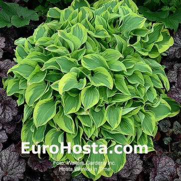 Hosta Wrinkle in Time