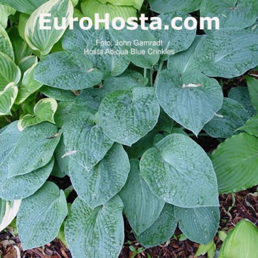 hosta Abiqua Blue Crinkles