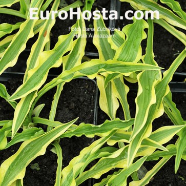 Hosta Alakazaam - Eurohosta