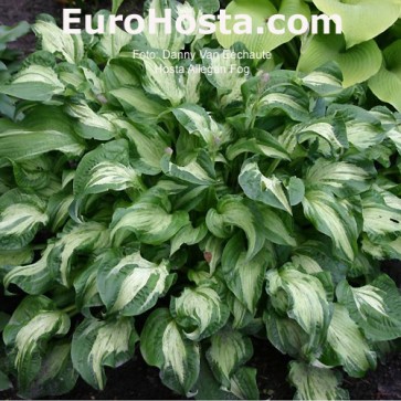 Hosta Allegan Fog - Eurohosta