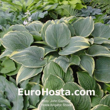 Hosta Alligator Shoes - Eurohosta