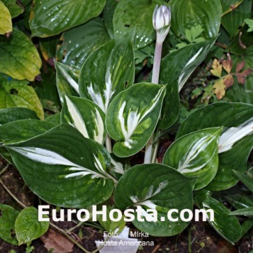 Hosta Americana