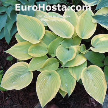 Hosta Apple Candy