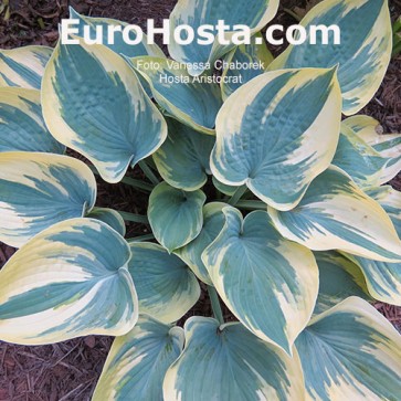 Hosta Aristocrat - Eurohosta