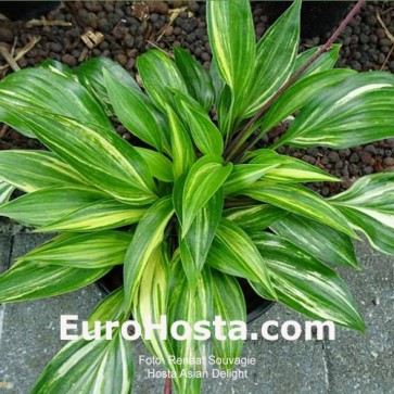 Hosta Asian Delight