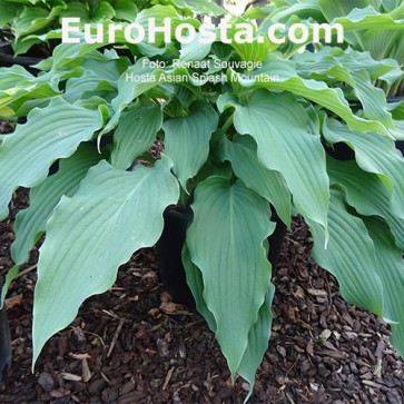 Hosta Asian Splash Mountain