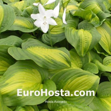 Hosta Avocado - Eurohosta