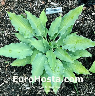 Hosta Azure Frills - Eurohosta