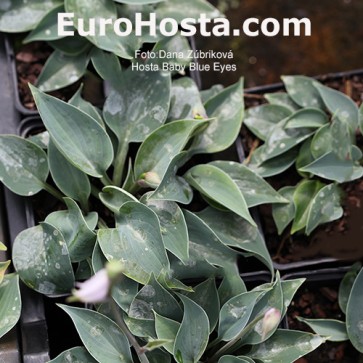 Hosta Baby Blue Eyes