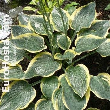 Hosta Battle Star