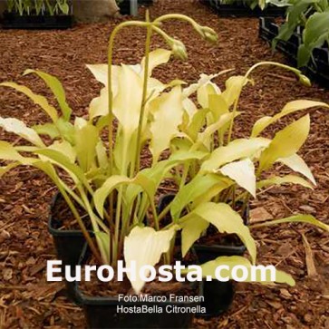 Hosta Bella Citronella