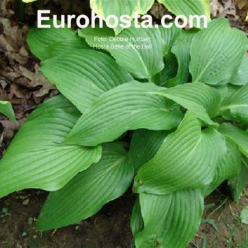 Hosta Belle of the Ball