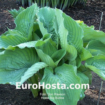 Hosta Big Bubba