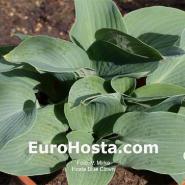 Hosta Blue Clown