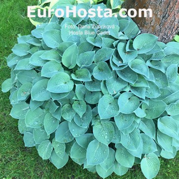 Hosta Blue Cadet 