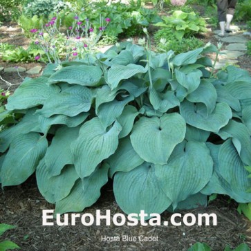 Hosta Blue Mammoth- Eurohosta