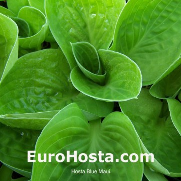 Hosta Blue Maui - Eurohosta