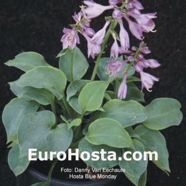 Hosta Blue Monday