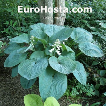 Hosta Blue Umbrellas - Eurohosta