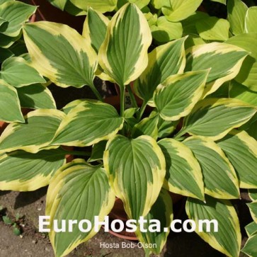 Hosta Bob Olson