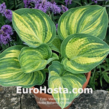 Hosta Bohemia Oh Well