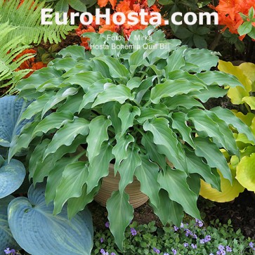 Hosta Bohemia Quill Bill