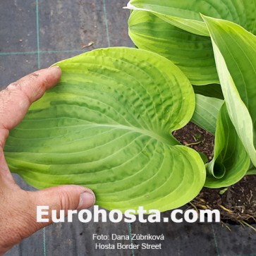 Hosta Border Street