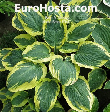 Hosta Brass Ring