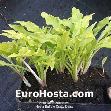 Hosta Buffalo Crazy Daisy