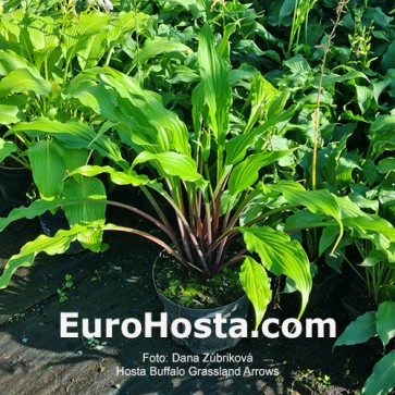Hosta Valley's Bluegrass