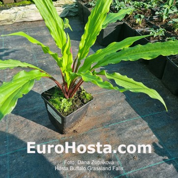 Hosta Valley's Bluegrass