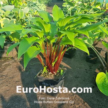 Hosta Buffalo Grassland Girl