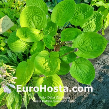 Hosta Buffalo Grassland Salad
