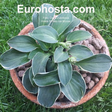 Hosta Buffalo Ice Mouse