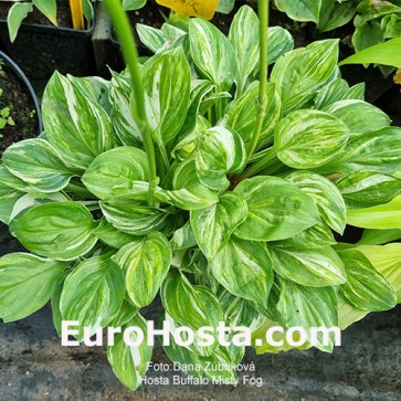 Hosta Buffalo Misty Fog